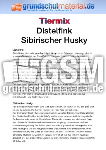 Distelfink - Sibirischer Husky.pdf